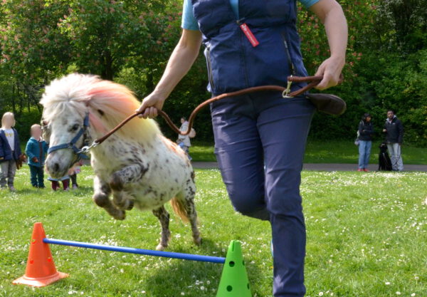 Da ist tierisch was los: ein Regenbogen-Miniaturpferd springt mit Isabell Riedling selbstsicher über ein Hindernis im Kommerner Mühlenpark. Mittwochs sind die Trainerin und ihre zahlreichen Therapietiere hier von Ort, um Kindern ein Lächeln ins Gesicht zu zaubern. Fotos: Jakob Seibel/pp/ProfiPress