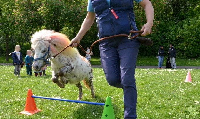 Da ist tierisch was los: ein
Regenbogen-Miniaturpferd springt mit Isabell Riedling selbstsicher über ein Hindernis im Kommerner Mühlenpark. Mittwochs sind die Trainerin und ihre zahlreichen Therapietiere hier von Ort, um Kindern ein Lächeln ins Gesicht zu zaubern. Fotos: Jakob Seibel/pp/ProfiPress