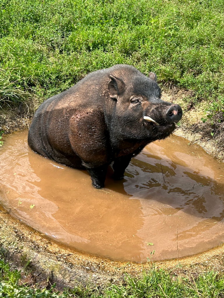 Mini-Schwein Eberhard feiert seinen zehnten Geburtstag! Mit seiner lässigen Art hat er schon so manchen Besucher um die Hufe gewickelt. Foto: Tierheim Mechernich/pp/ Agentur ProfiPress