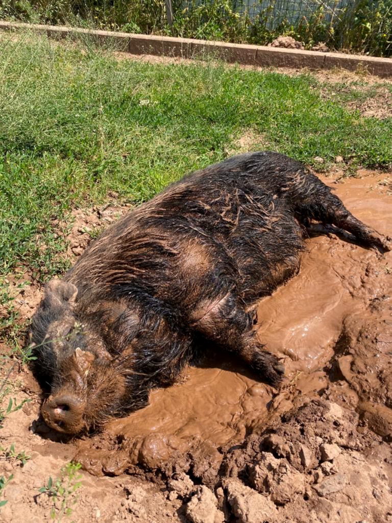 Eine letzte Schlammkur vor seinem Ehrentag: Für seine Geburtstagsgäste wirft sich Eberhard noch einmal in Schale. Foto: Tierheim Mechernich/pp/ProfiPress