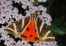Ein Nachtfalter, der nicht nur in der Dunkelheit fliegt: Die Spanische Flagge - den Schmetterling des Jahres – kann man aktuell auch tagsüber im Nationalpark Eifel beobachten. Foto: T. Laußmann/BUND/pp/Agentur ProfiPress