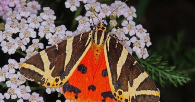 Ein Nachtfalter, der nicht nur in der Dunkelheit fliegt: Die Spanische Flagge - den Schmetterling des Jahres – kann man aktuell auch tagsüber im Nationalpark Eifel beobachten. Foto: T. Laußmann/BUND/pp/Agentur ProfiPress