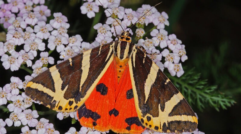 Ein Nachtfalter, der nicht nur in der Dunkelheit fliegt: Die Spanische Flagge - den Schmetterling des Jahres – kann man aktuell auch tagsüber im Nationalpark Eifel beobachten. Foto: T. Laußmann/BUND/pp/Agentur ProfiPress
