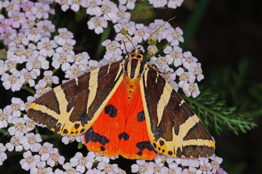 Ein Nachtfalter, der nicht nur in der Dunkelheit fliegt: Die Spanische Flagge - den Schmetterling des Jahres – kann man aktuell auch tagsüber im Nationalpark Eifel beobachten. Foto: T. Laußmann/BUND/pp/Agentur ProfiPress