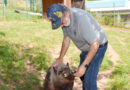 Großer Tag für ein kleines Schwein