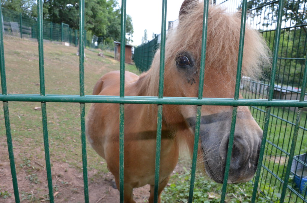 Einfach angebunden: Noch vor Fertigstellung des Tierheim-Zauns wurde Pony Sonja angebunden und zurückgelassen. Noch ist sie Nachbarin von Eberhard. Foto: Jakob Seibel/pp/Agentur ProfiPress