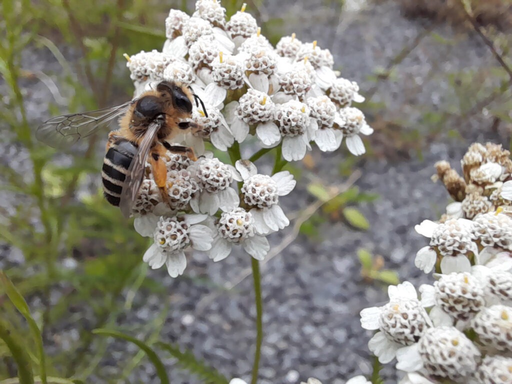Die Gemeine Sandbiene (Andrena flavipes). Wer sie nicht direkt erkannt hat, kann sein Wissen bei der Veranstaltung zum Erkennen heimischer Wildbienen und ihrer Verwandten am 9. und 10. August in Vogelsang ip auffrischen. Foto: Maria A. Pfeifer/NABEAR/pp/Agentur ProfiPress