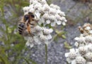Die faszinierende Welt der Wildbienen