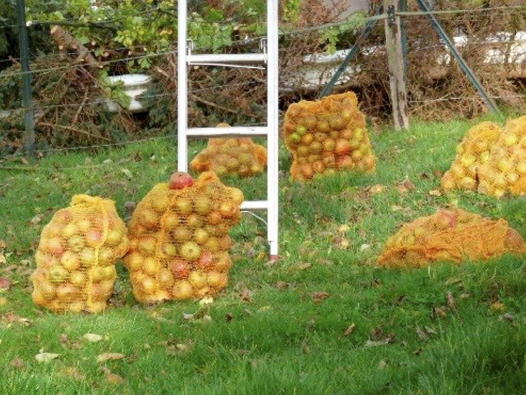 Wie macht man aus Apfelsaft eigentlich Wein? Die „SoNNe“ lädt am 8. September nach Bleibuir in die Alte Schule zu einem Seminar rund um die Herstellung von Apfelwein ein. Foto: SoNNe/pp/Agentur ProfiPress