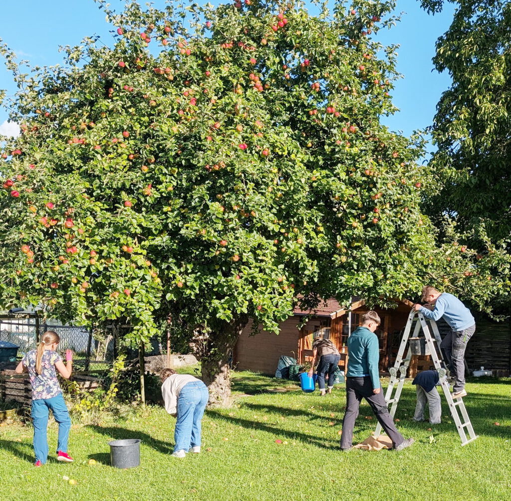 Bereits im Vorfeld waren viele Helferinnen und Helfer, vor allem Kinder, zu einer gemeinschaftlichen Pflück- und Sammelaktion des Bürgervereins Wachendorf ausgeschwärmt. Foto: Bürgerverein Wachendorf/pp/Agentur ProfiPress