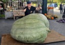 Kürbis-Gigant mit 633,5 Kilo