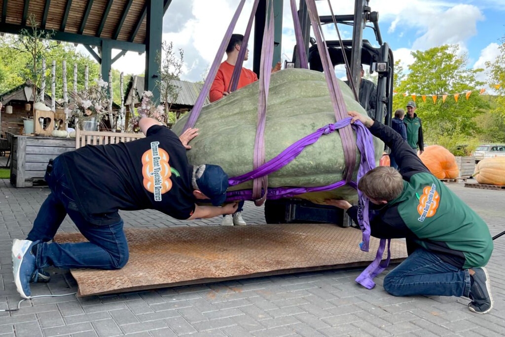 Maßarbeit: Mit einem Gabelstapler wurden die Gemüse-Giganten auf die Waage gehievt. Das Wiegen erfolgte nach den offiziellen Regeln und internationalen Standards des „Great Pumpkin Commonwealth's“, kurz GPC genannt. Foto: Krewelshof/pp/Agentur ProfiPress