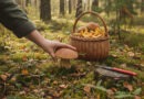 Pilzgenuss statt Bußgeldstress