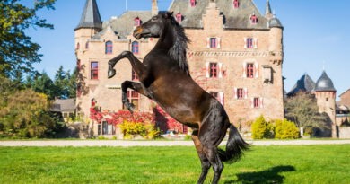 Ein Pferd steigt elegant vor der beeindruckenden Kulisse der historischen Wasserburg Satzvey – Sinnbild für zwei Tage voller Reitsport, Show und Familienspaß am 4. und 5. Oktober. Foto: Mike Goehre/Der Fotoschmied/pp/Agentur ProfiPress