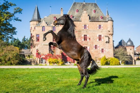 Ein Pferd steigt elegant vor der beeindruckenden Kulisse der historischen Wasserburg Satzvey – Sinnbild für zwei Tage voller Reitsport, Show und Familienspaß am 4. und 5. Oktober. Foto: Mike Goehre/Der Fotoschmied/pp/Agentur ProfiPress