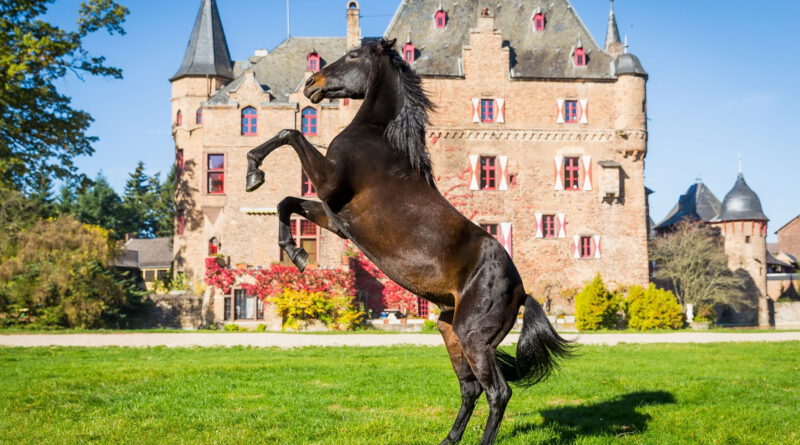 Ein Pferd steigt elegant vor der beeindruckenden Kulisse der historischen Wasserburg Satzvey – Sinnbild für zwei Tage voller Reitsport, Show und Familienspaß am 4. und 5. Oktober. Foto: Mike Goehre/Der Fotoschmied/pp/Agentur ProfiPress