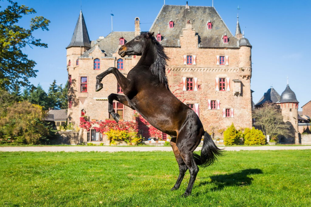 Ein Pferd steigt elegant vor der beeindruckenden Kulisse der historischen Wasserburg Satzvey – Sinnbild für zwei Tage voller Reitsport, Show und Familienspaß am 4. und 5. Oktober. Foto: Mike Goehre/Der Fotoschmied/pp/Agentur ProfiPress