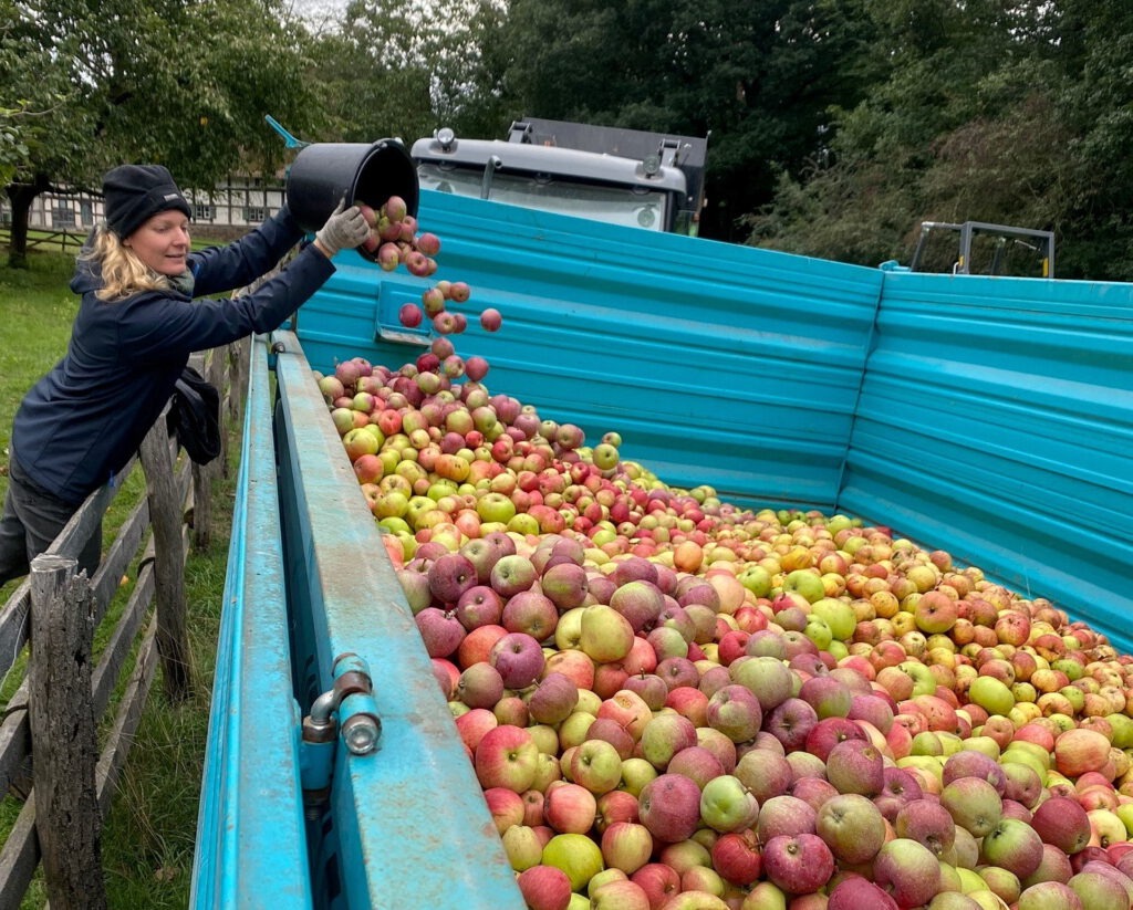 Am Sonntag, 12. Oktober, steht die beliebteste Frucht des Herbstes im Rampenlicht: Beim „Tag des Apfels“ verwandelt sich das Museumsgelände in ein Paradies für Genießer und Naturfreunde. Archivfoto: LVR/pp/Agentur ProfiPress