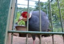 Schnäppchen fürs Hundehaus