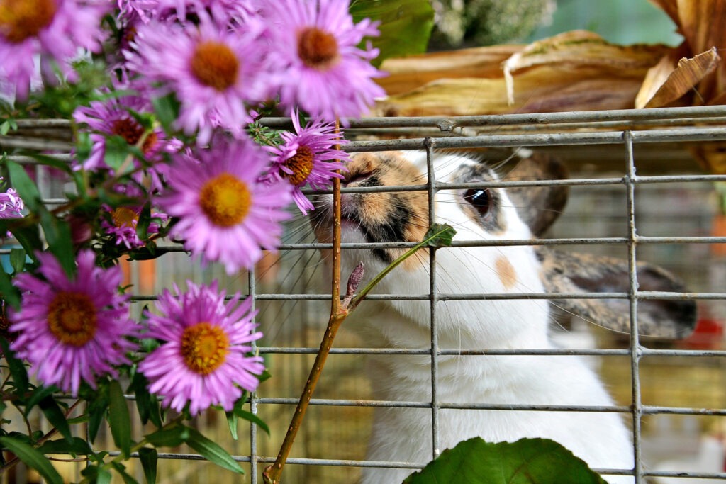 Mit den für die Tiere verträglichen Dekorationen wurde den flauschigen Vierbeinern ein leckeres Mahl ermöglicht. Foto: Cedric Arndt/pp/Agentur ProfiPress