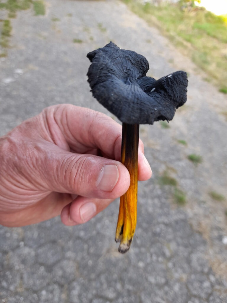 Beeindruckt durch seine schwarz-goldene Einfärbung: der Schwärzende Saftling (Hygrocybe conica agg). Mehr über ihn und andere heimische Pilzarten kann man bei einem Seminar samt Exkursion am 25. Oktober im NABEAR lernen. Foto: Maria Anna Pfeifer/NABEAR/pp/Agentur ProfiPress