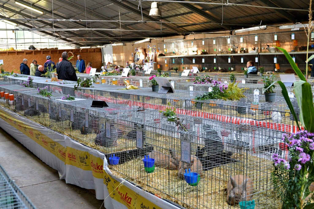 305 Kaninchen erfüllten die Elisabethhütte im Kommerner Mühlenpark mit Freude. Foto: Cedric Arndt/pp/Agentur ProfiPress