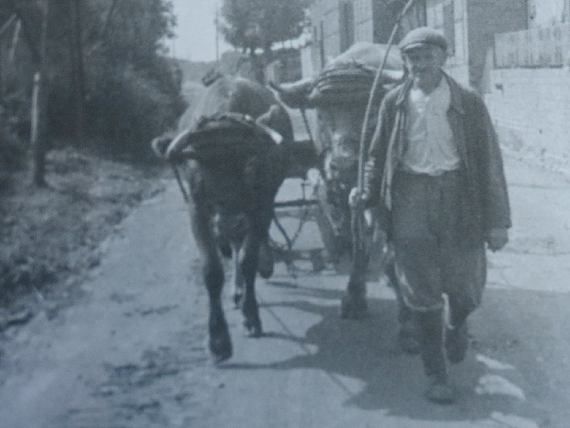 Josef Regh kommt mit seinem Arbeitsochsengespann von der Feldarbeit aus Richtung Rißdorf zurück ins Dorf. Rechts in der Zieveler Straße ist Haus Janes (jetzt Heinen-Bürger) zu sehen, dahinter eine Scheune, die abgerissen wurde. Repro: ml/pp/Agentur ProfiPress