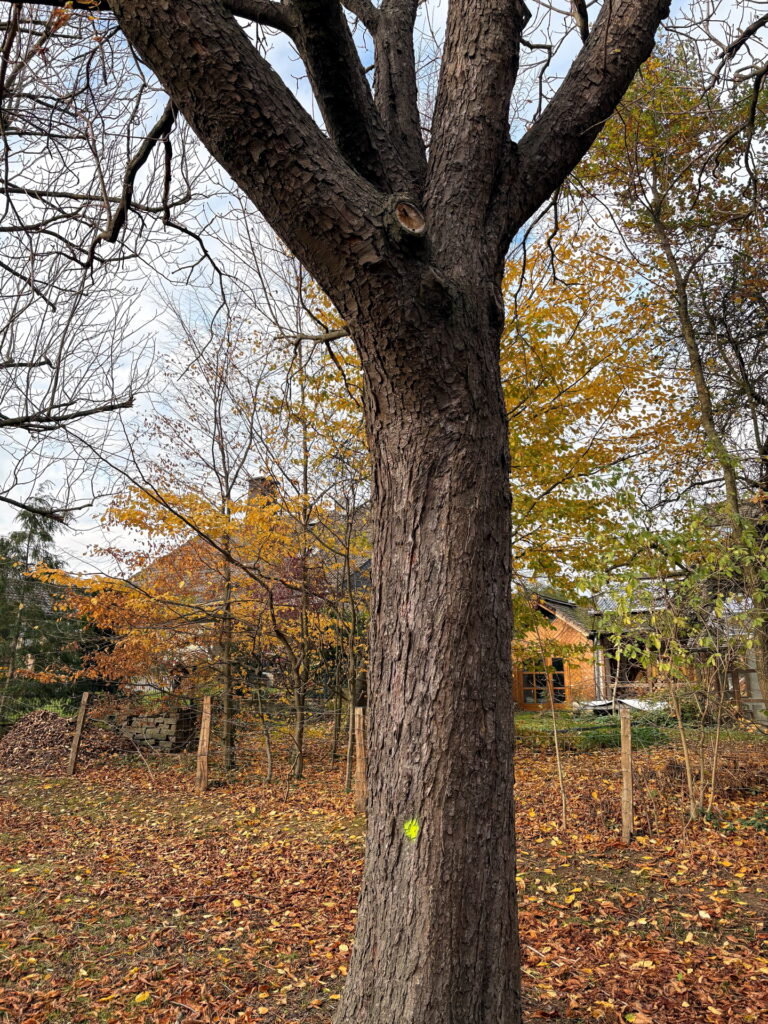 Insgesamt 30 Bäume in der vierreihigen Kastanienallee müssen eingehender untersucht werden. Bei 17 Bäumen steht bereits fest, dass sie deutlich zurückgeschnitten werden müssen. Foto: Kerstin Rottland/pp/Agentur ProfiPress