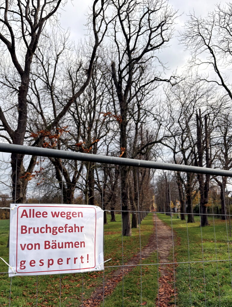 Wegen Bruchgefahr musste die Kastanienallee in Wachendorf gesperrt werden. Die Maßnahmen zur Verkehrssicherung dauern voraussichtlich bis Anfang des Jahres. Foto: Kerstin Rottland/pp/Agentur ProfiPress