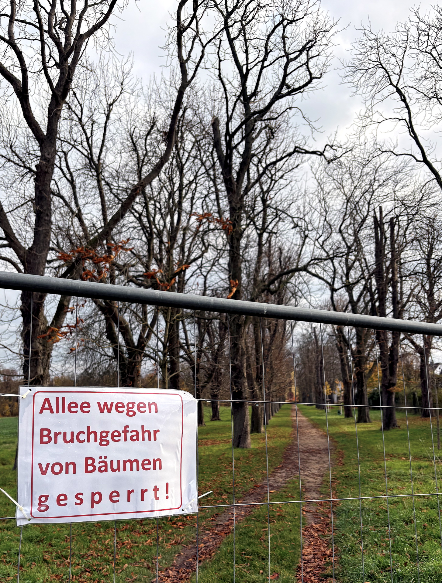 Wegen Bruchgefahr musste die Kastanienallee in Wachendorf gesperrt werden. Die Maßnahmen zur Verkehrssicherung dauern voraussichtlich bis Anfang des Jahres. Foto: Kerstin Rottland/pp/Agentur ProfiPress