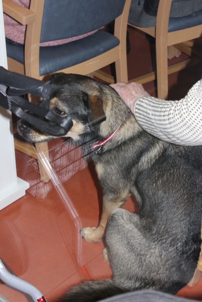 Die Ruhe weg: Reetz‘ Familienhündin Elli lag den Bewohnerinnen und Bewohnern des Barbarahofs während des gesamten Konzerts entspannt zu Füßen. Foto: Kerstin Rottland/pp/Agentur ProfiPress