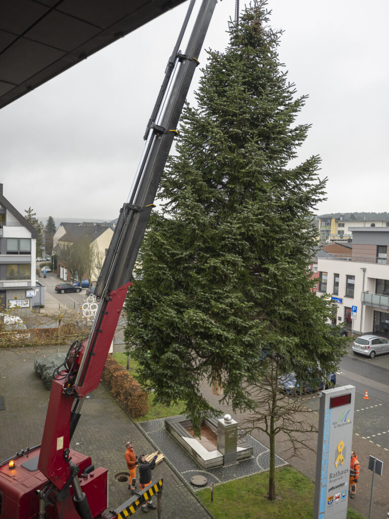 Per Kran wurde die rund zehn Meter hohe Nordmanntanne in die Halterung vor dem Rathaus bugsiert. Foto: Ronald Larmann/pp/Agentur ProfiPress