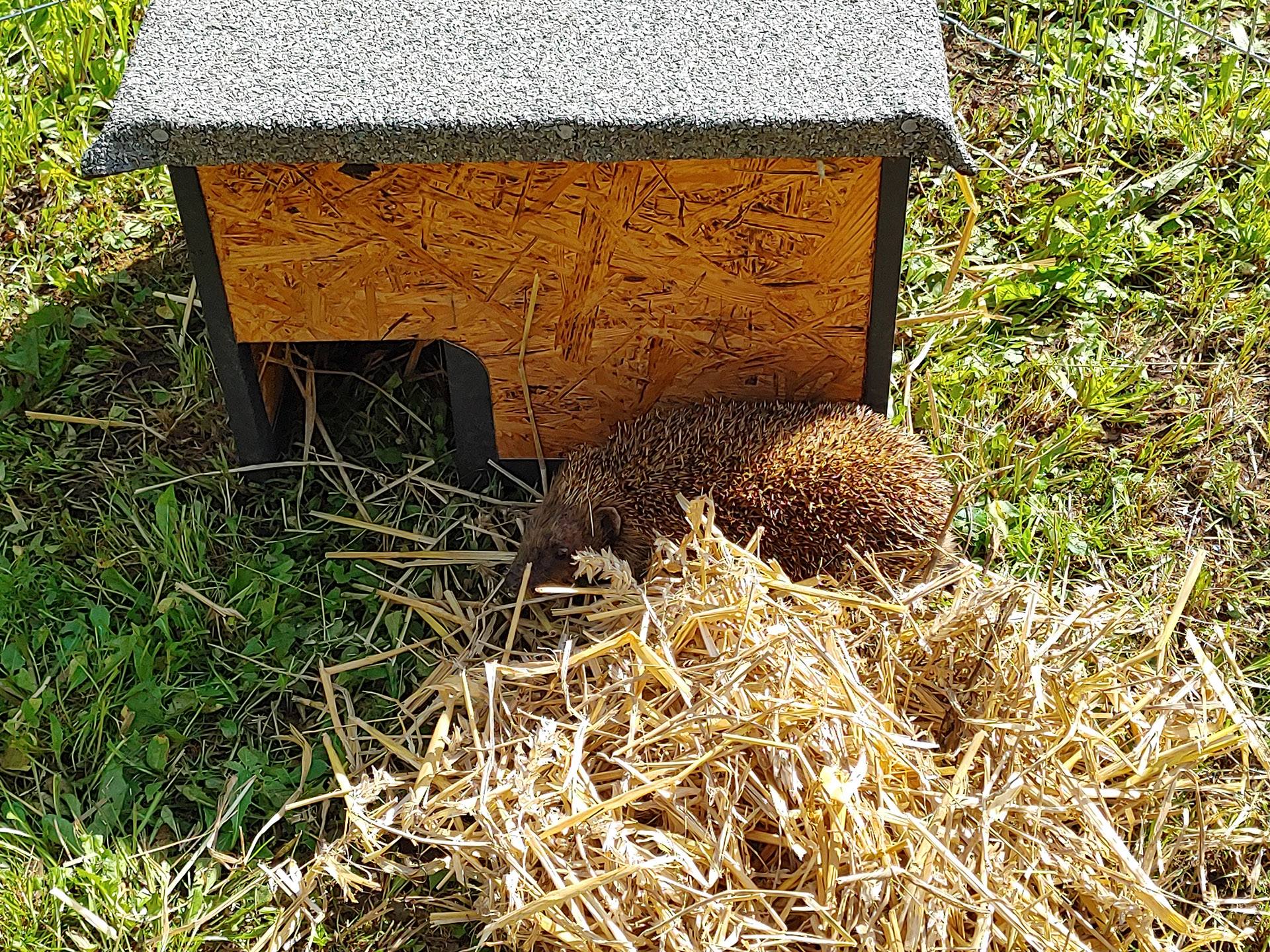 „Der igelfreundliche Garten“