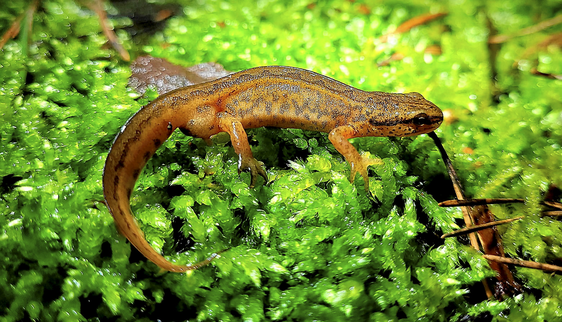 Achtung Krötenwanderung!