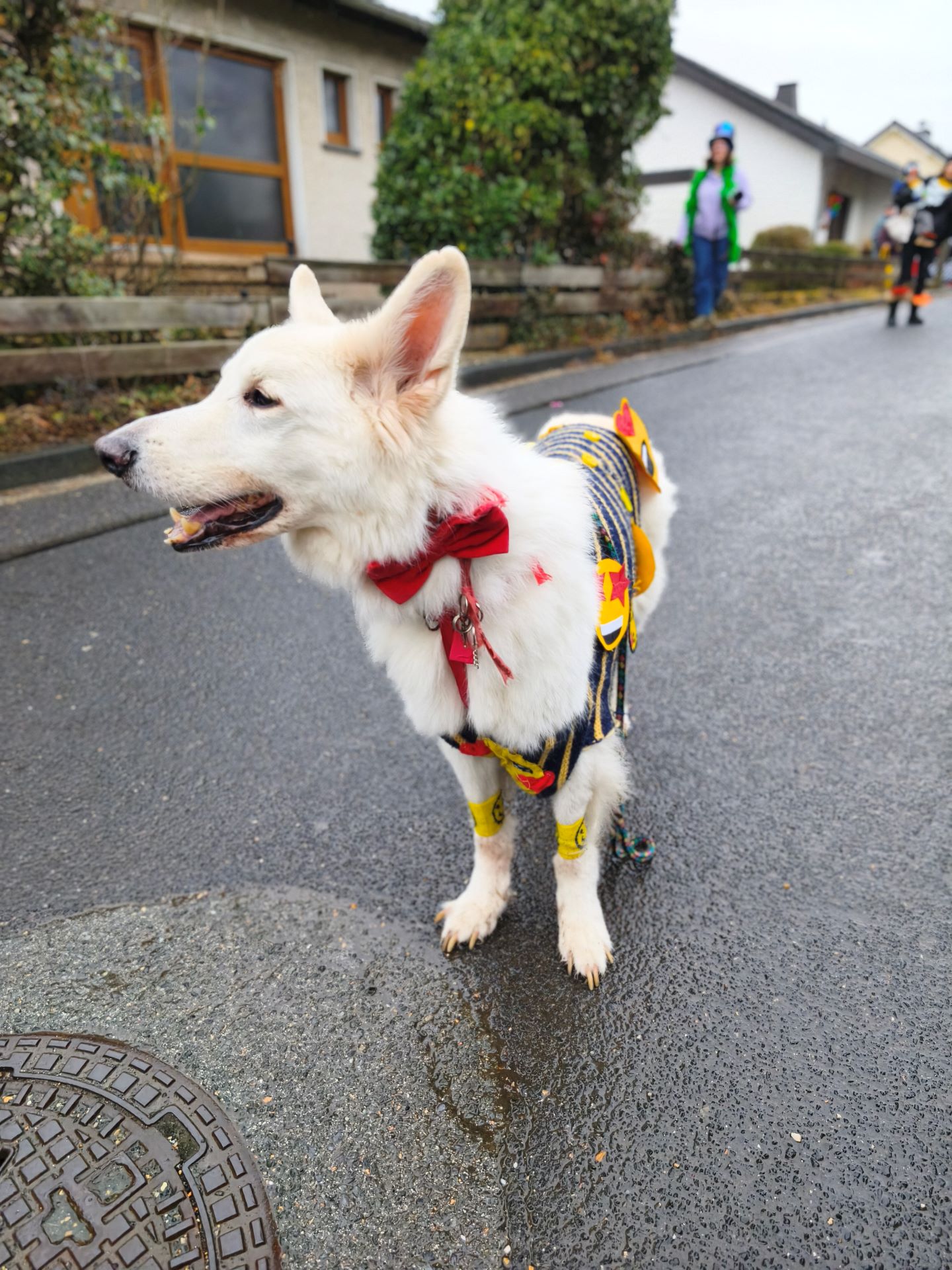 Kostümierter Vierbeiner: Schäferhund Charlie guckt mit Frauchen Sandra seit zehn Jahren den Kinderzug. Foto: Kerstin Rottland/pp/Agentur ProfiPress