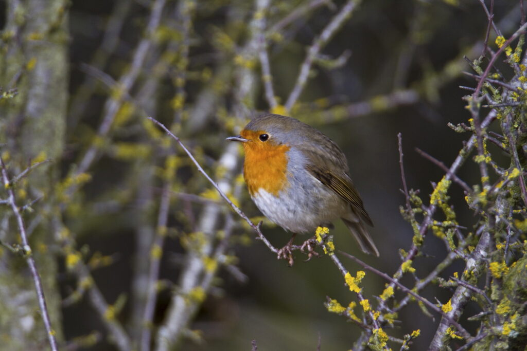 Rotkehlchen wie dieses und viele andere Vögel können durch vogelfreundliches Bauen mit Glas vor dem Tode bewahrt werden. Ein diesbezüglicher Online-Vortrag findet am 29. Januar statt. Archivbild: NABU/pp/Agentur ProfiPress
