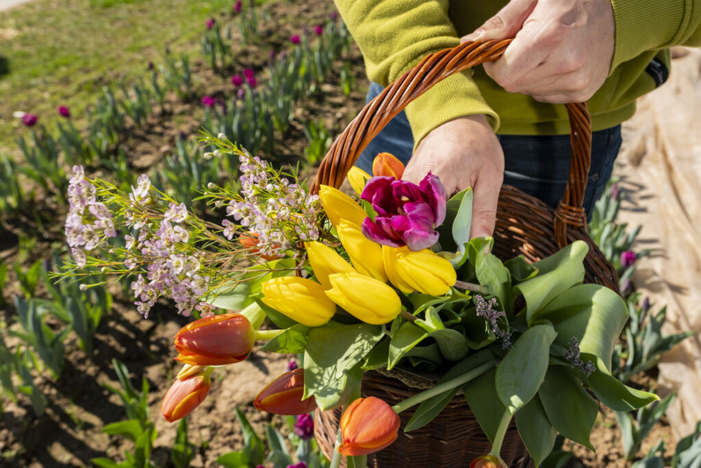 Wer sich von der Farbenpracht gar nicht mehr trennen möchte, kann auf dem beliebten Pflückfeld selbst zur Schere greifen. Foto: Ronald Larmann/pp/Agentur ProfiPress