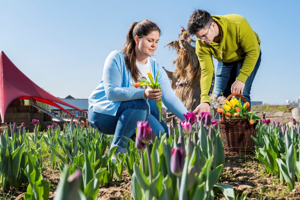 Rund 200.000 Tulpen blühen in diesem Jahr rund um den See – darunter zahlreiche neue Sorten wie „Flaming Flag“, „Rembrandt Mix“, „First Star“ oder „Milkshake“. Foto: Ronald Larmann/pp/Agentur ProfiPress
