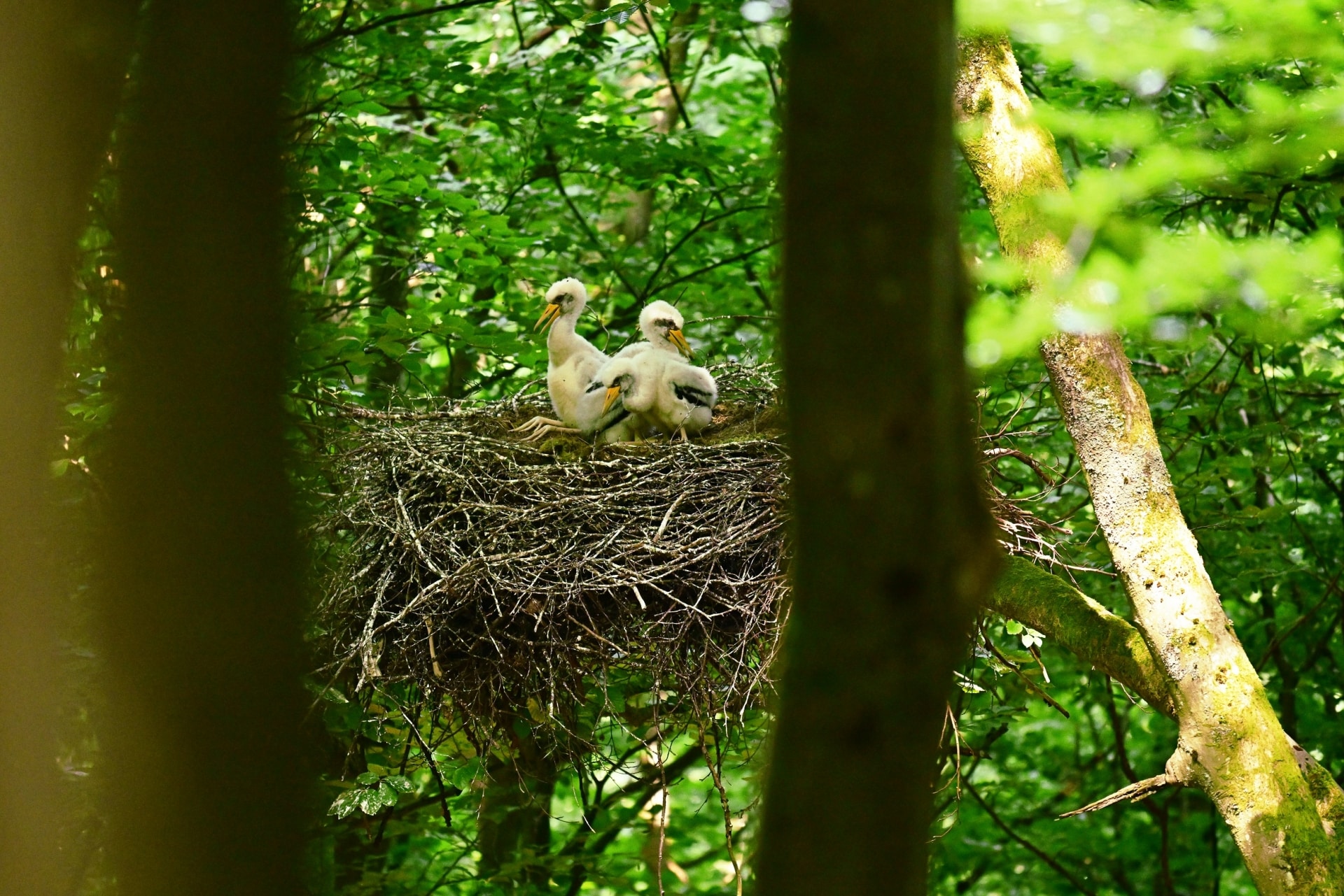 Auch besonders störungsempfindliche und seltenen Arten wie der Schwarzstorch finden im Nationalpark Eifel eine Heimat. Foto: J.-R. Vos/pp/Agentur ProfiPress