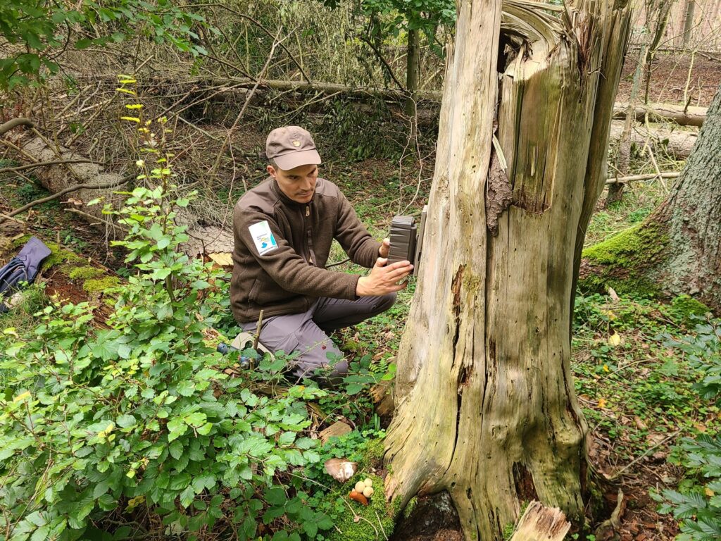 Projekte wie „KI-Nationalpark“ entwickeln KI-gestützte Monitoringsysteme, die große Mengen an Daten sammeln und auswerten, um fundierte Entscheidungen für den Schutz der Natur zu unterstützen. Foto: A. Simantke/Nationalparkverwaltung Eifel/pp/Agentur ProfiPress