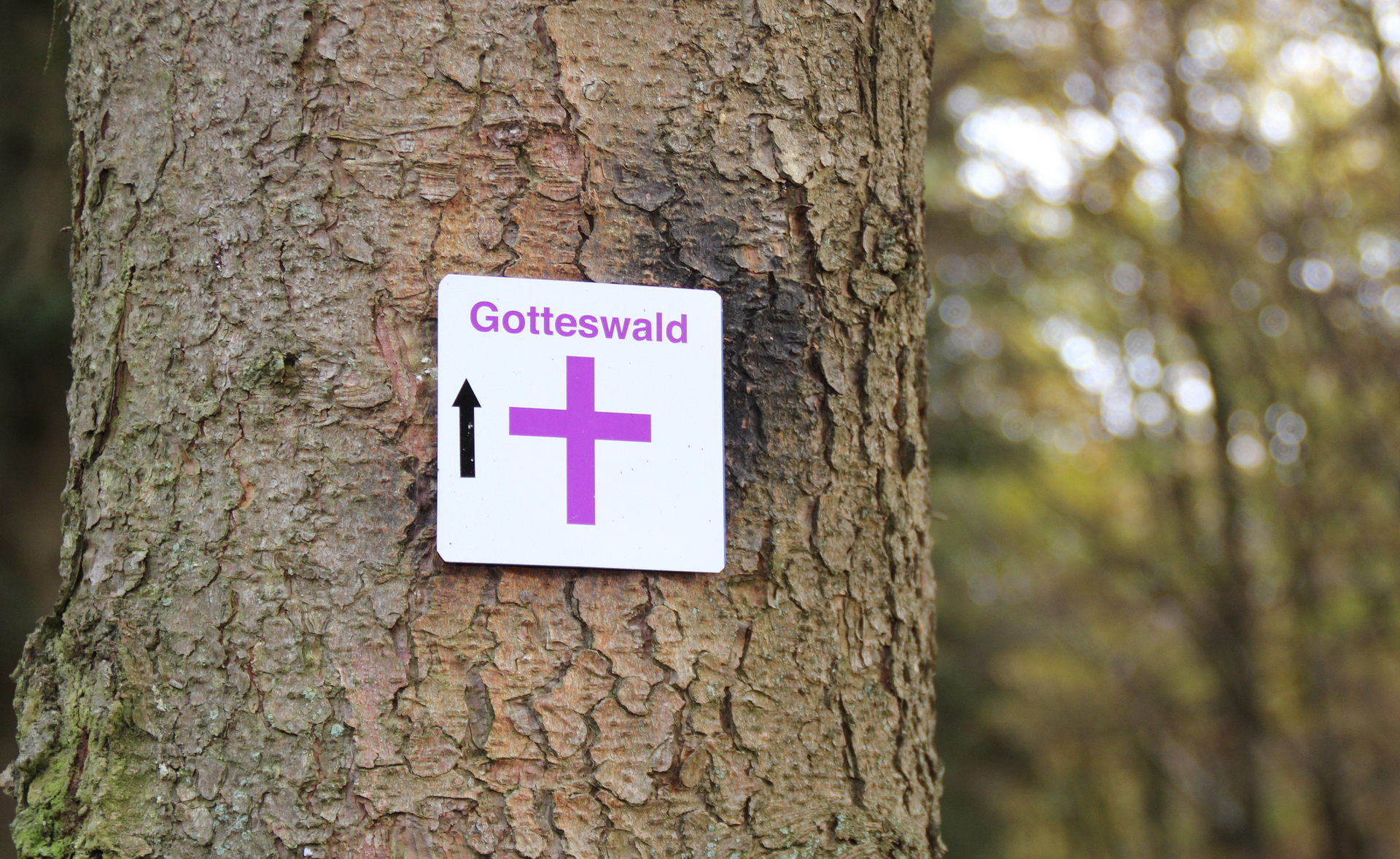 Zu einem besonderen Spaziergang durch den Gotteswald wird am Ostersonntag, 5. April, um 18 Uhr herzlich eingeladen. Foto: Kirsten Röder/pp/Agentur ProfiPress