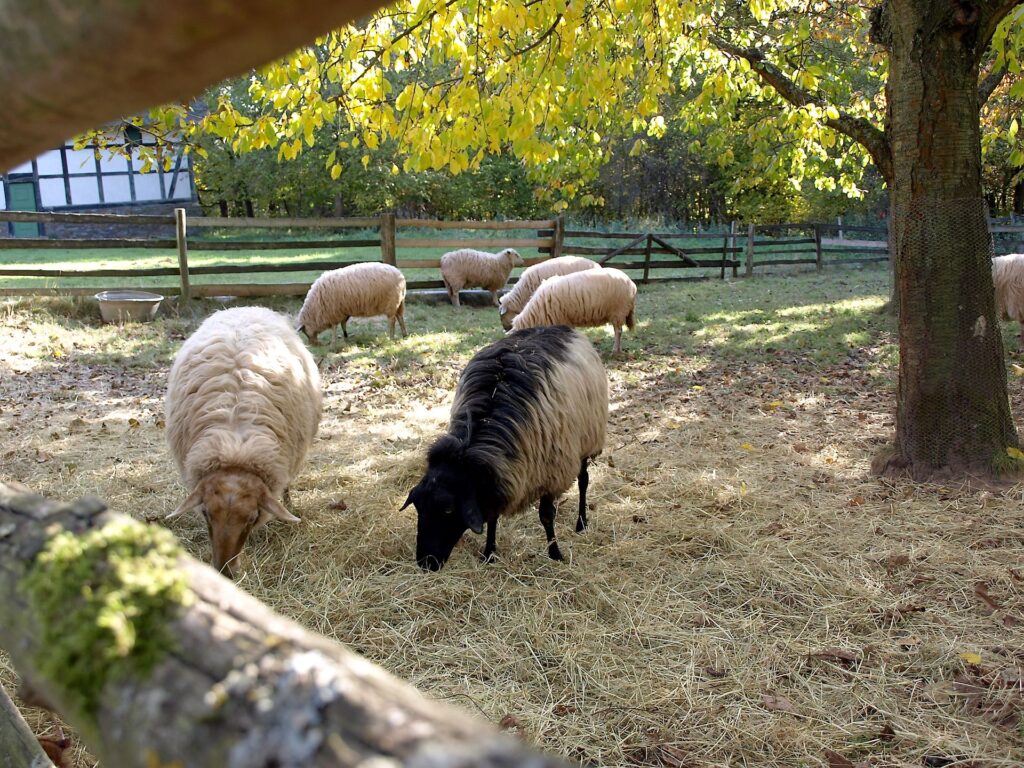Im LVR Freilichtmuseum leben viele unterschiedliche Hoftiere, wie Schafe, Hühner, Pferde und Schweine. Foto: LVR/Hans-Theo Gerhards/pp/Agentur ProfiPress