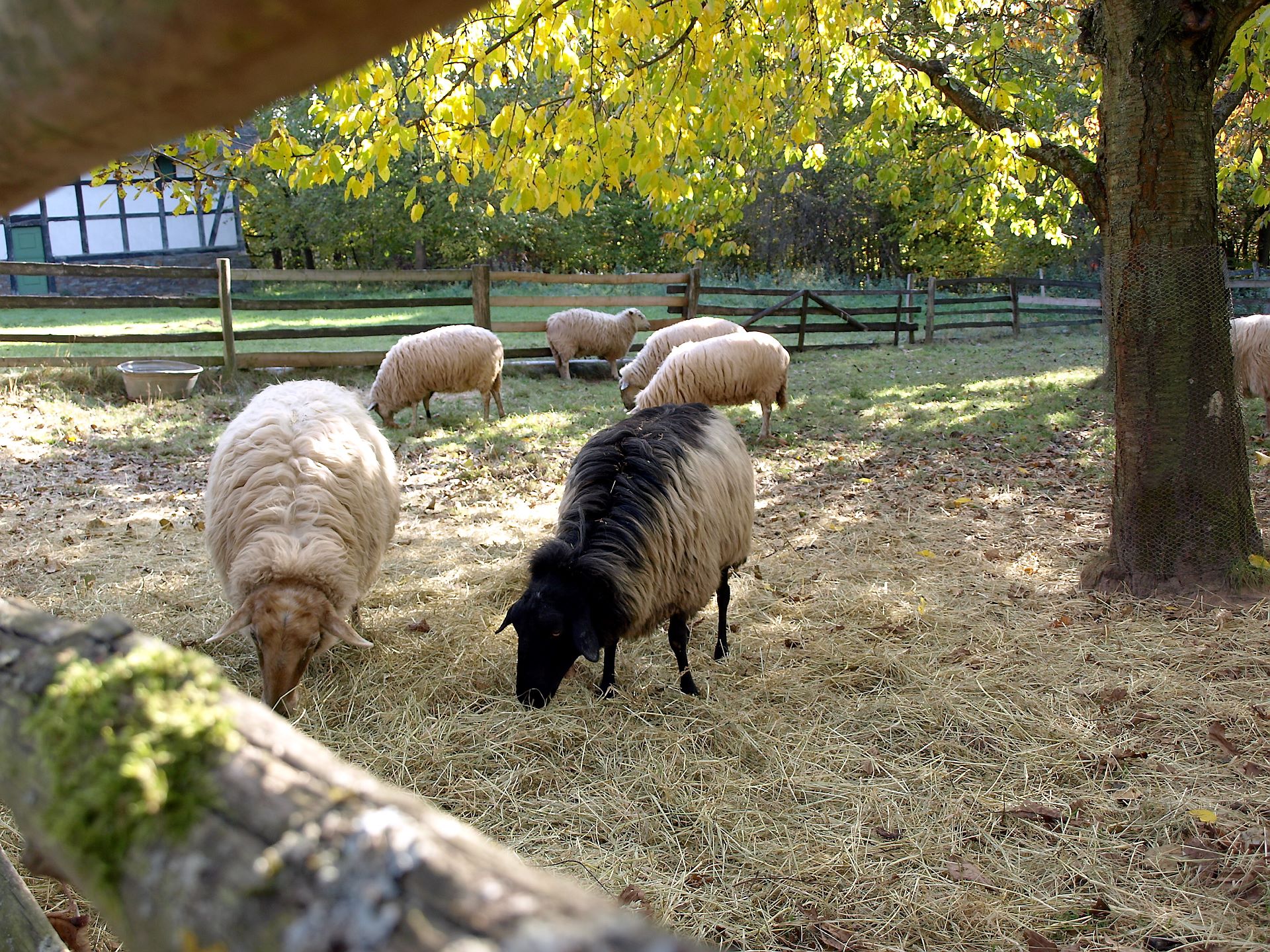 Tierisch guter März im Freilichtmuseum