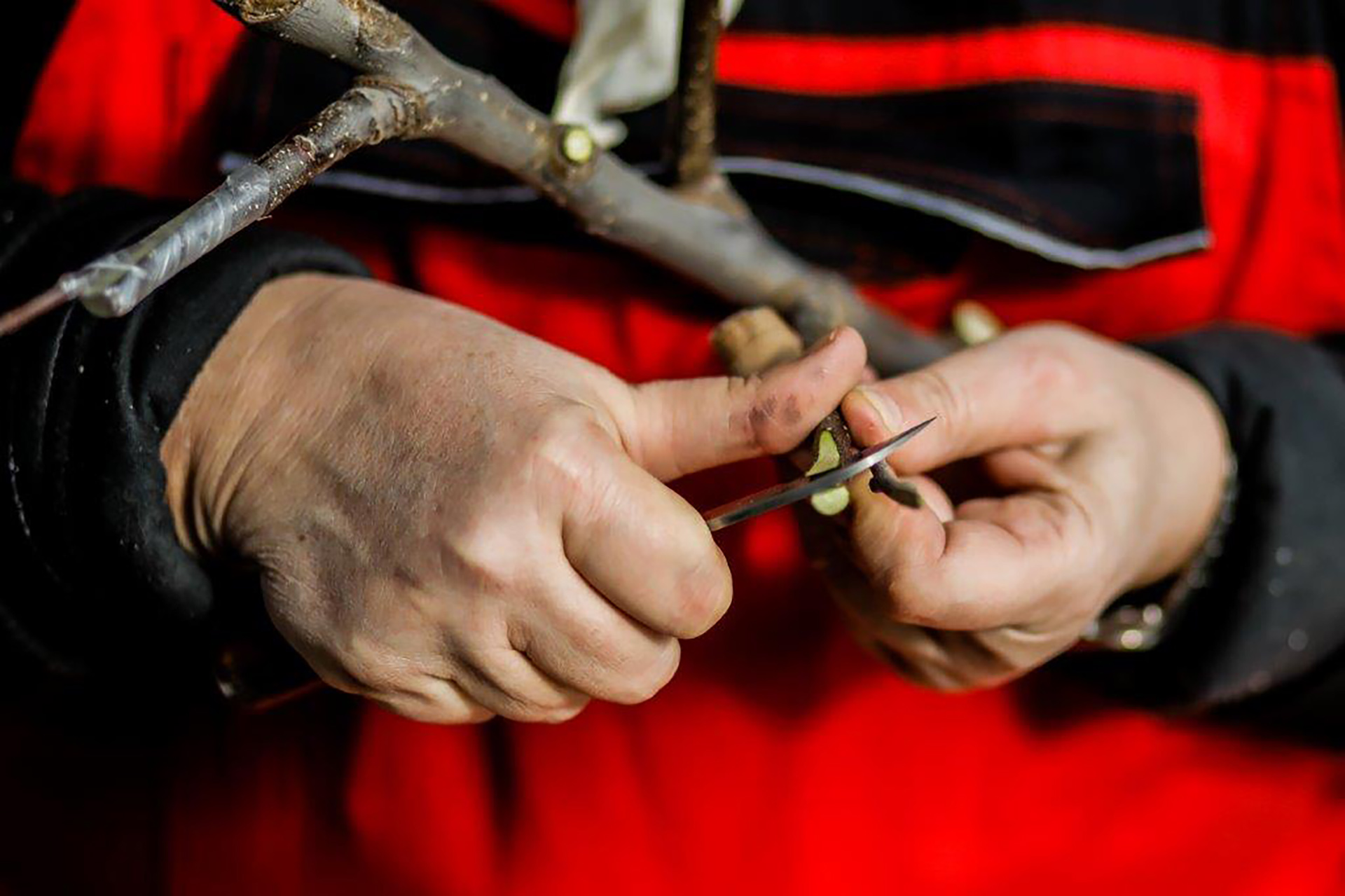 „Den eigenen Obstbaum erschaffen“