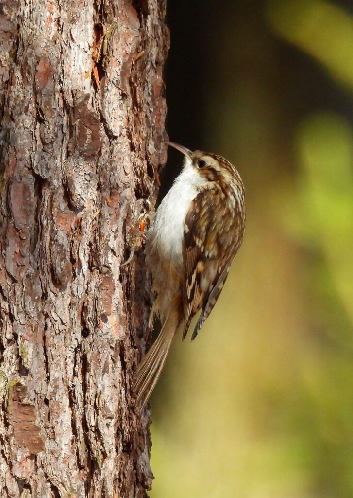 Wer erkennt den „Gartenbaumläufer“ an der Stimme? – Vielleicht ja demnächst die Teilnehmer der vom NABU durchgeführten Exkursion ... Foto: NABU Euskirchen/pp/Agentur ProfiPress