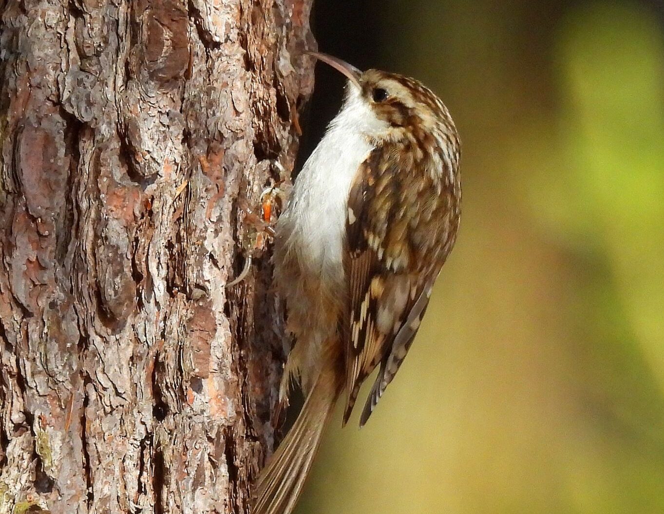 Wer erkennt den „Gartenbaumläufer“ an der Stimme? – Vielleicht ja demnächst die Teilnehmer der vom NABU durchgeführten Exkursion ... Foto: NABU Euskirchen/pp/Agentur ProfiPress
