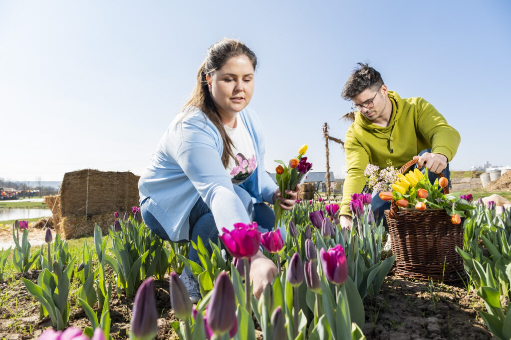 Rund 200.000 Tulpen blühen bald bei der großen Tulpenschau auf dem Krewelshof Eifel – darunter zahlreiche neue Sorten wie „Flaming Flag“, „Rembrandt Mix“, „First Star“ oder „Milkshake“. Foto: Ronald Larmann/pp/Agentur ProfiPress