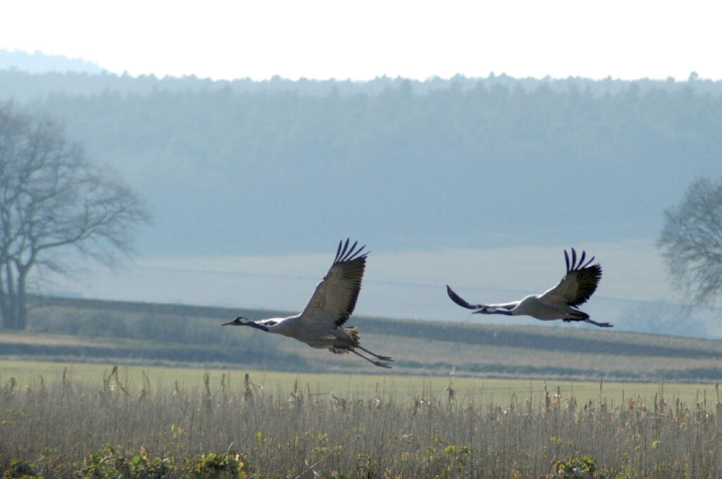 Im Kreis Euskirchen wurde die Geflügelpest bestätigt. Auch die Newcastle-Krankheit wurde in Brandenburg und Bayern nachgewiesen. Betreiber von privaten und gewerblichen Geflügel- und Vogelhaltungen, auch aus Mechernich, sollen deswegen wichtige Sicherheitsmaßnahmen einhalten. Archivbild: pp/Agentur ProfiPress