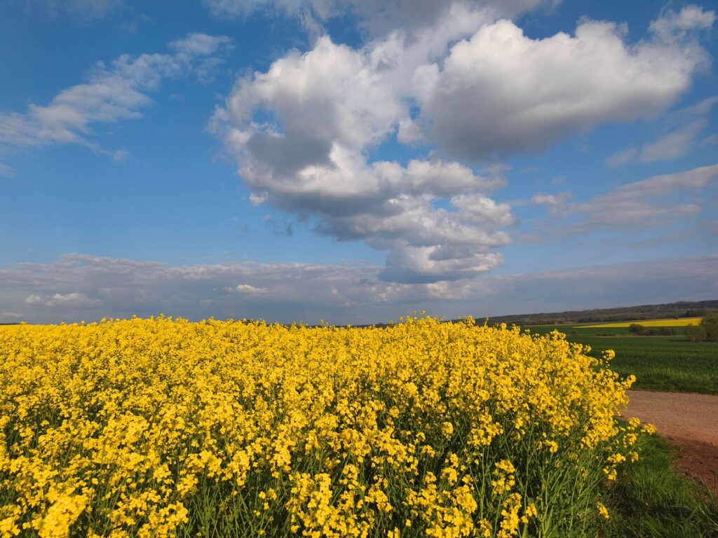 Leuchtendes Gelb, das sich bis zum Horizont zieht, darüber ein weiter, klarer Himmel: Momente, die den Kopf frei machen und den Alltag für einen Augenblick still werden lassen. Foto: Kerstin Rottland/pp/Agentur ProfiPress