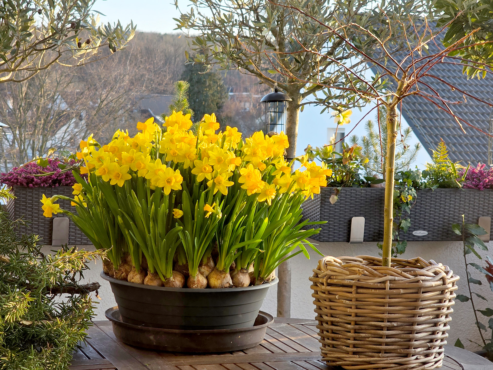 Frühling in Mechernich: Leuchtende Narzissen auf einem Balkon stehen sinnbildlich für Aufbruch, Zusammenhalt und die Zuversicht, die die Stadt – ganz im Sinne von „Made in Mechernich“ – auszeichnet. Foto: Sabine Roggendorf/pp/Agentur ProfiPress